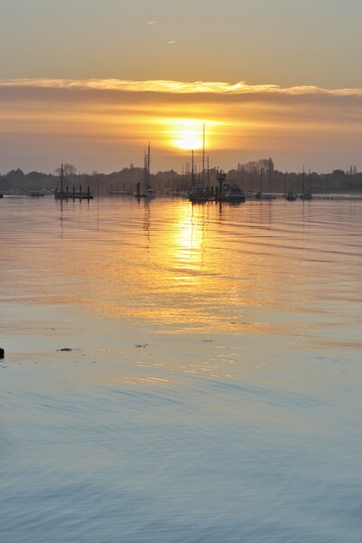Sunrise colours over the Brightlingsea moorings  Picture Board by Tony lopez
