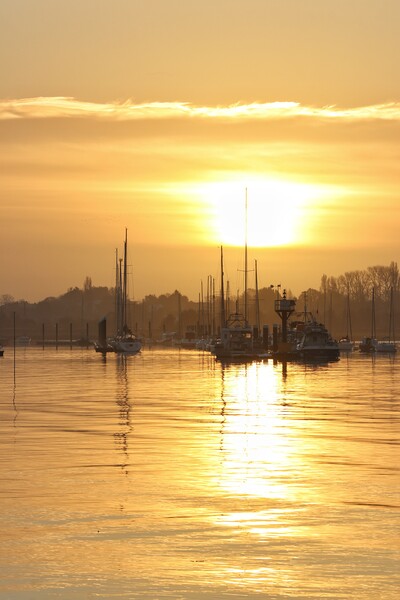 Sun rising over the Brightlingsea moorings  Picture Board by Tony lopez