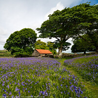 Buy canvas prints of Bluebells on Emsworthy Mire by Mark Purdue