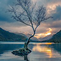 Buy canvas prints of Lonely Tree by Matthew McCormack