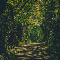 Buy canvas prints of Woodland Path by Matthew McCormack