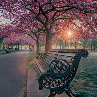 Buy canvas prints of Park Life by Matthew McCormack