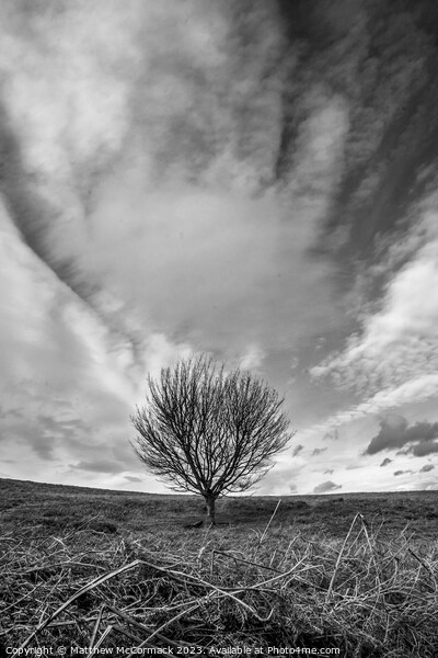 Lonely Tree Picture Board by Matthew McCormack