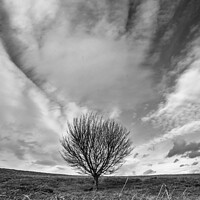 Buy canvas prints of Lonely Tree by Matthew McCormack