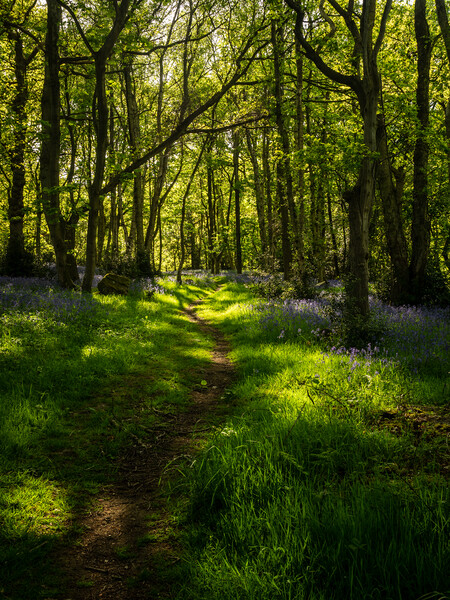 The Bluebell Path Picture Board by James Elkington