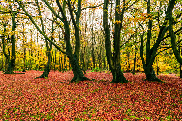 Autumn Woods Picture Board by James Elkington