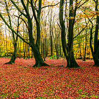 Buy canvas prints of Autumn Woods by James Elkington