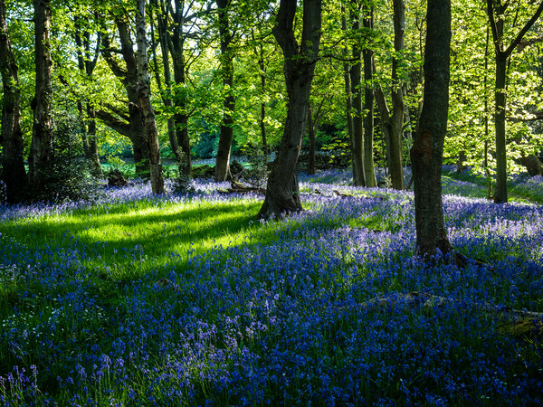Bluebell Woods at Springtime Picture Board by James Elkington