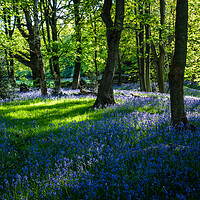 Buy canvas prints of Bluebell Woods at Springtime by James Elkington