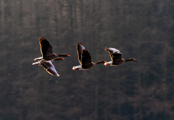 Greylag Geese in Flight Picture Board by James Elkington