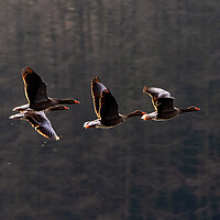 Buy canvas prints of Greylag Geese in Flight by James Elkington