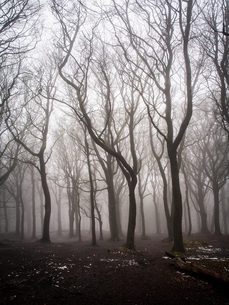 Ghost Tree in Fog Picture Board by James Elkington