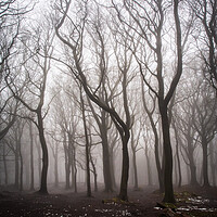 Buy canvas prints of Ghost Tree in Fog by James Elkington