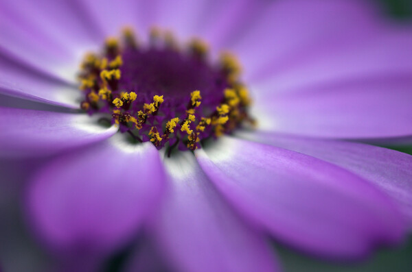Close up of the centre of a cineraria flower Picture Board by Kevin Howchin