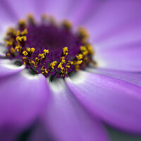 Buy canvas prints of Close up of the centre of a cineraria flower by Kevin Howchin