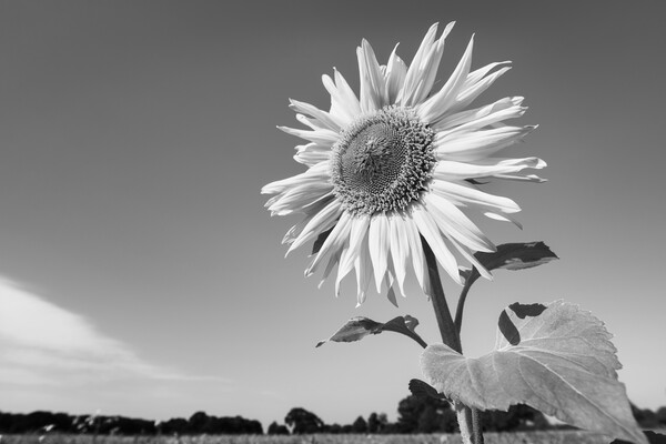 Sunflower Picture Board by Kevin Howchin