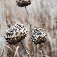 Buy canvas prints of Globe artichoke seed heads by Kevin Howchin