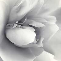 Buy canvas prints of Close up of the centre of a Camellia flower by Kevin Howchin