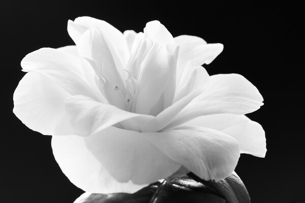 Camellia flower Picture Board by Kevin Howchin