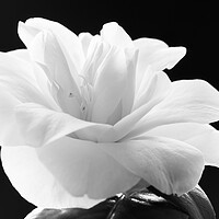 Buy canvas prints of Camellia flower by Kevin Howchin