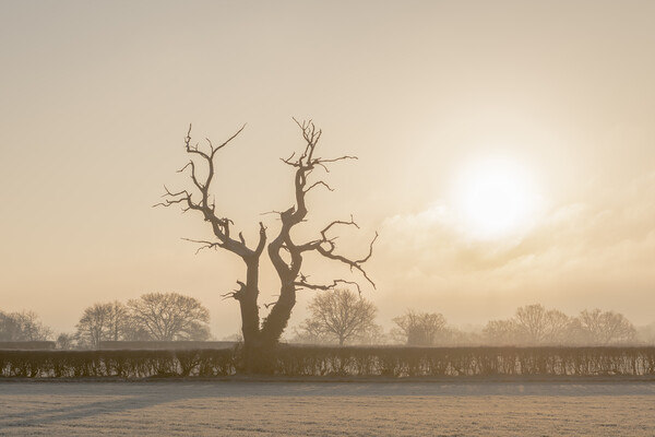 Frosty morning in Wiltshire Picture Board by Kevin Howchin