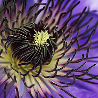 Buy canvas prints of Beautiful clematis flower by Kevin Howchin