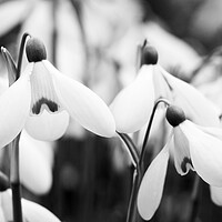 Buy canvas prints of Snowdrops - Galanthus 'Mrs. Backhouse Number Twelve' by Kevin Howchin