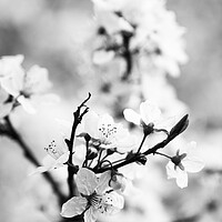 Buy canvas prints of Cherry Blossom by Kevin Howchin