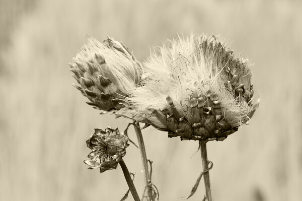 Globe artichoke seed head Picture Board by Kevin Howchin