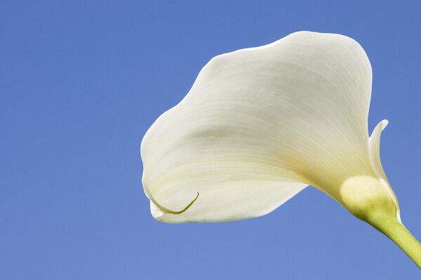 Arum lily  Picture Board by Kevin Howchin