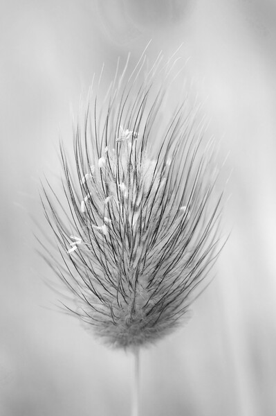 Hare's-tail grass flower head Picture Board by Kevin Howchin
