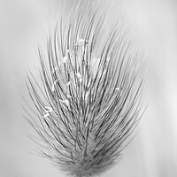 Buy canvas prints of Hare's-tail grass flower head by Kevin Howchin