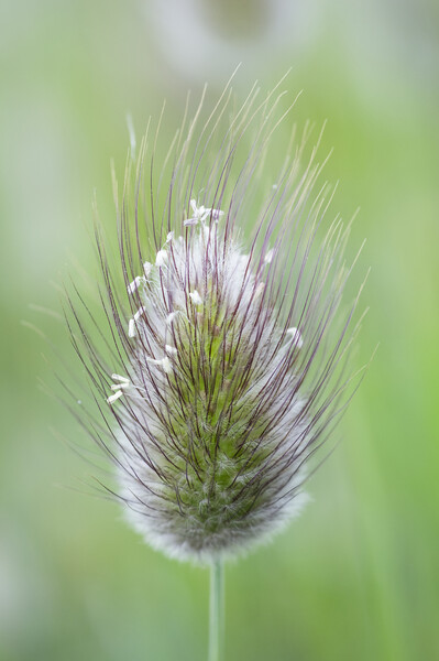 Hare's-tail grass flower head Picture Board by Kevin Howchin