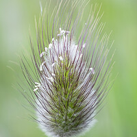 Buy canvas prints of Hare's-tail grass flower head by Kevin Howchin