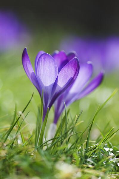 Purple Crocuses Picture Board by Kevin Howchin