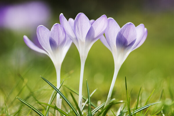 Purple crocuses Picture Board by Kevin Howchin