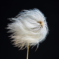 Buy canvas prints of Clematis Seed Head by Kevin Howchin