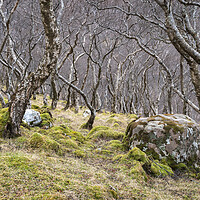 Buy canvas prints of Woodland, Scottish Highlands by Kevin Howchin