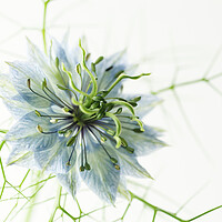 Buy canvas prints of Love-in-a-mist by Kevin Howchin
