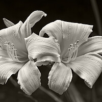 Buy canvas prints of Daylily by Kevin Howchin