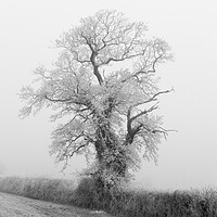 Buy canvas prints of Fog and Frost by Kevin Howchin