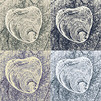 Buy canvas prints of Seashell on Rock x 4 by Kevin Howchin