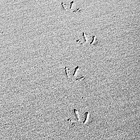 Buy canvas prints of Footprints in the Sand by Kevin Howchin