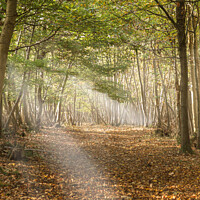 Buy canvas prints of Autumn Woods by Derek Griffin