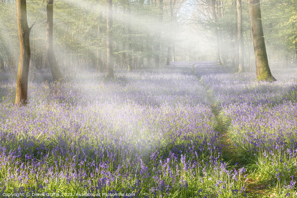 Dawn in the bluebell woods Picture Board by Derek Griffin