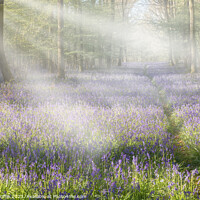 Buy canvas prints of Dawn in the bluebell woods by Derek Griffin
