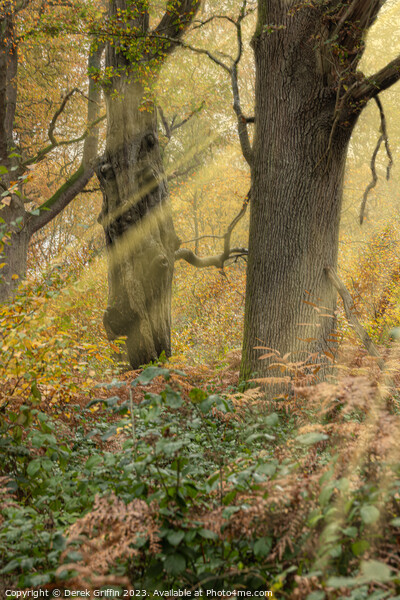 Woodland sunbeams Picture Board by Derek Griffin