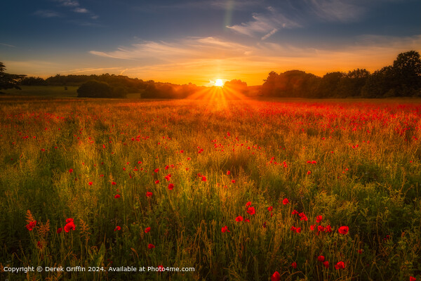 Lullingstone Sunset Poppies Picture Board by Derek Griffin
