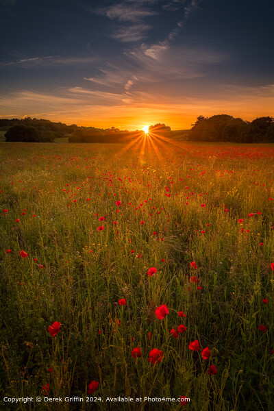Lullingstone Park Poppy Sunset Picture Board by Derek Griffin