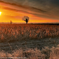 Buy canvas prints of Golden Hour by Ian Donaldson